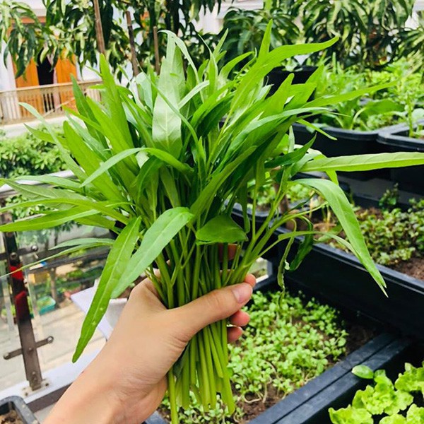 1KG - Hạt giống rau muống Thái Lan - Tổng kho hạt giống Tạ Gia Trang