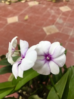 Hoa Lan dendro mini yaya - nhiều mặt hoa