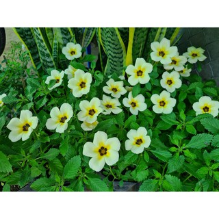 Cây đông hầu kem (dừa kem)