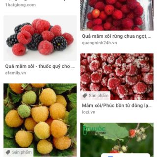 2 cây giống mâm xôi vàng và đỏ