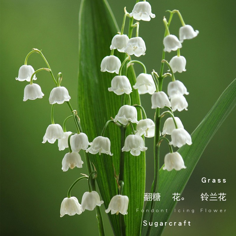 Kalaien Khuôn silicone Làm Bánh Hình Hoa Lan