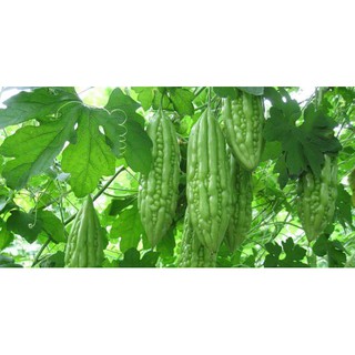 Hạt Giống Mướp Đắng - 10 Hạt