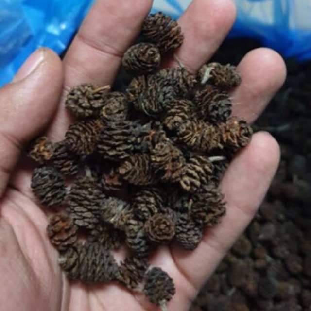 Alder Cones - Trái Erlenzaphen thần thánh cho hồ 🦐