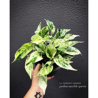 Trầu Bà Xước | Marble Queen Pothos