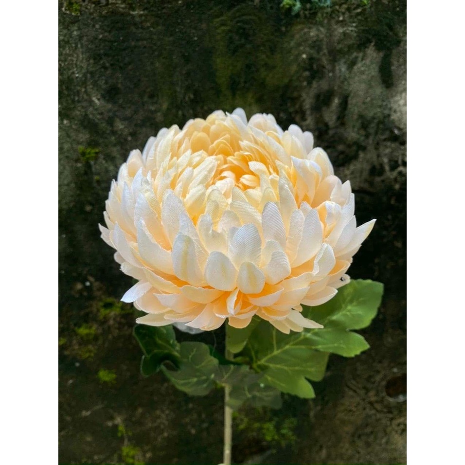 Cành Cúc Đại Đóa , Cúc Mẫu Đơn Cao 75cm. Hoa Giả Cao Cấp, Trang Trí Nhà Cửa, Phòng khách , Decor....| Hà Hoa Flower