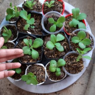 cây con sống đời..(cánh lá giống hoa hồng)