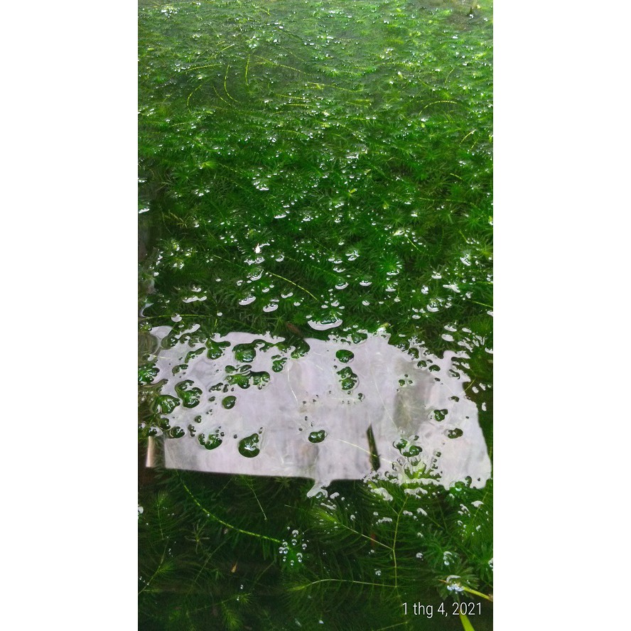 Rong đuôi chó - Cây thủy sinh