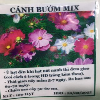 100 hạt hoa cánh bướm hàng công ty