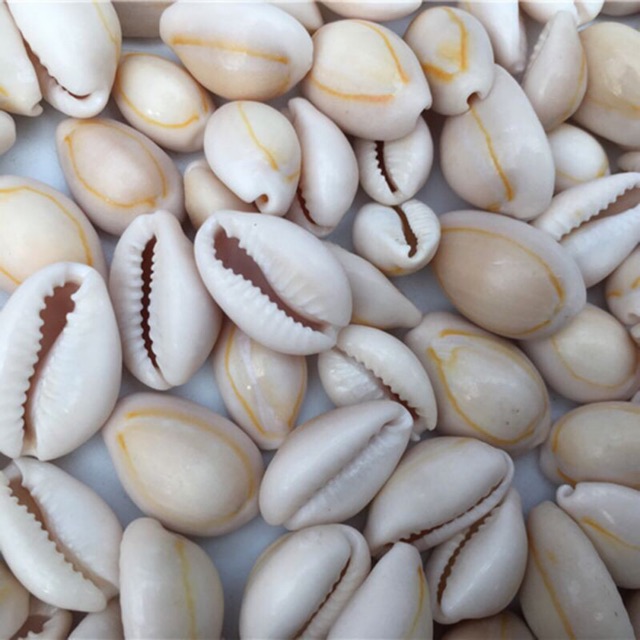500 GR VỎ ỐC NGA