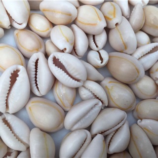 500 GR VỎ ỐC NGA