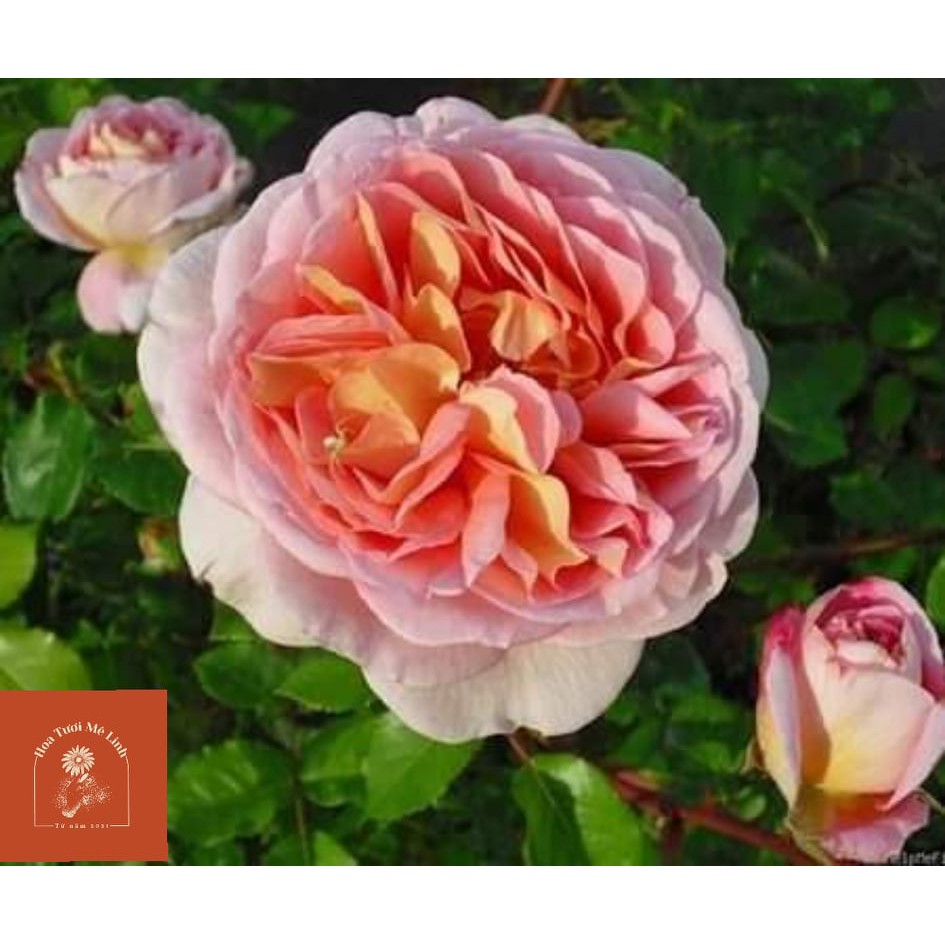 Hoa Hồng NGOẠI Abraham Darby (LEO ) Vẻ Đẹp Tinh Khiết -HoaTuoiMeLinh