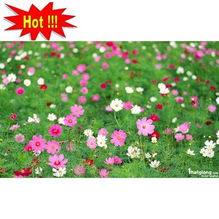 Hạt giống Sao nhái mix (100 hạt)