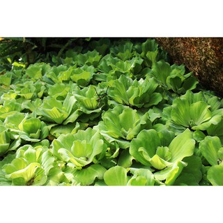 Cây Bèo Tai Tượng