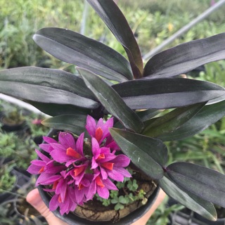 Hoa lan Hibiki