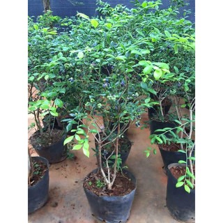 Cây việt quất tứ quý