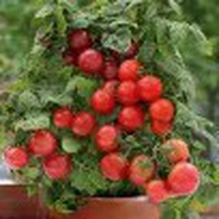 20h Hạt Giống Cà Chua Cherry Đỏ Lùn