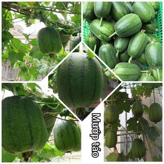 Hạt giống mướp táo Mỹ Nhân