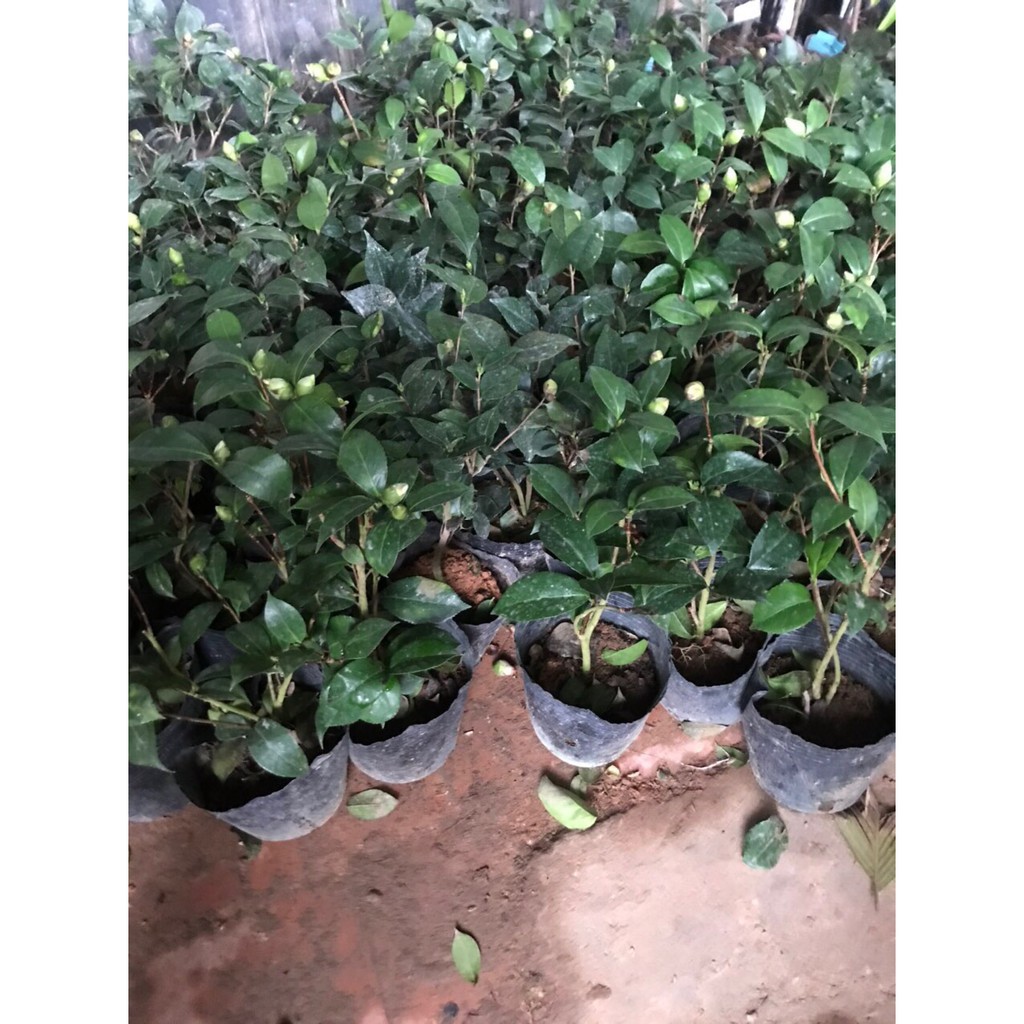 HOA TRÀ MY CÂY CÓ NỤ HOA