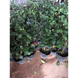 CÂY GIỐNG F1] Cây Hoa Trà Mi Tuyệt Đẹp, To, Cây Lớn từ 50-70cm, Có Nụ Sẵn, Trồng 2 Tuần Sẽ Nở Hoa