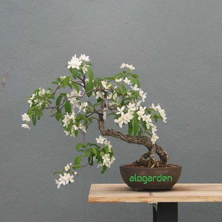 cây hoa Nguyệt Quế thơm giống cỡ nhỏ, bonsai giống