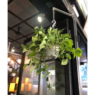 Cây Trầu Bà Treo