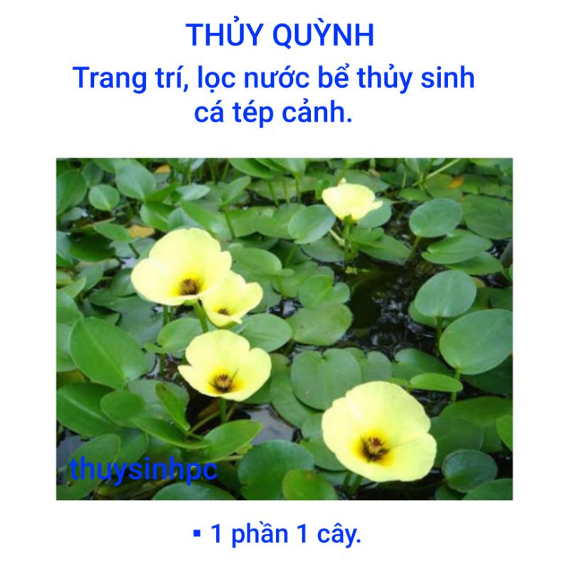 Thủy Quỳnh trang trí và lọc nước bể thủy sinh cá cảnh