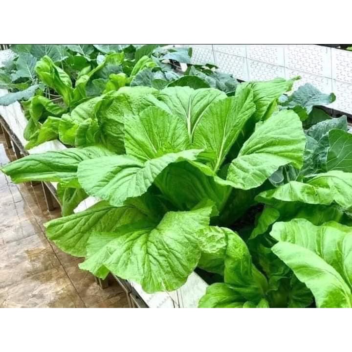 5 LẠNG HẠT GIỐNG CẢI XANH KHỔNG LỒ