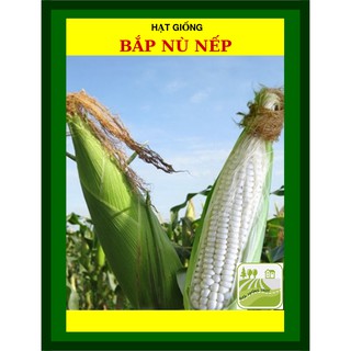 Gói 100gram Hạt Giống Bắp Nếp Nù Chịu Nhiệt Tốt
