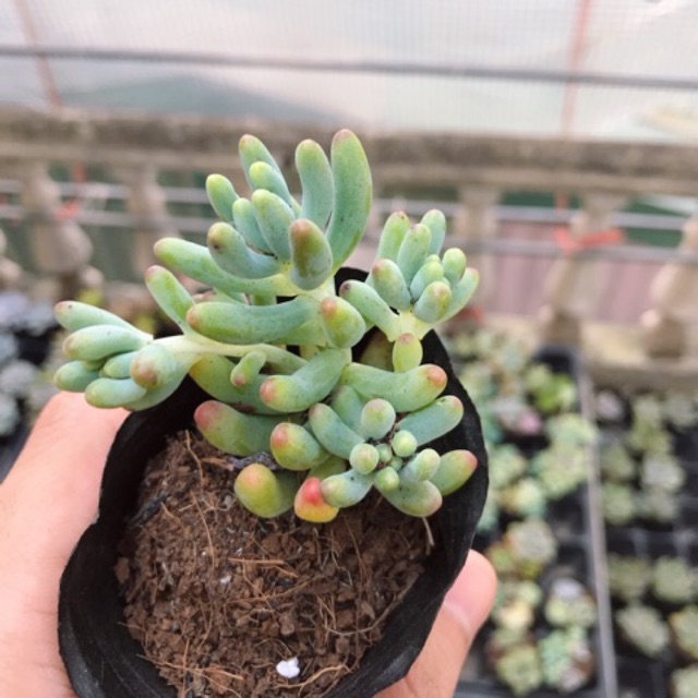 Sen Đá Ngọc Mĩ |FREESHIP| XUẤT XỨ VIỆT NAM, ĐÃ THUẦN KHÍ HẬU, SIÊU KHOẺ ĐẸP, LỖI 1 ĐỔI 1