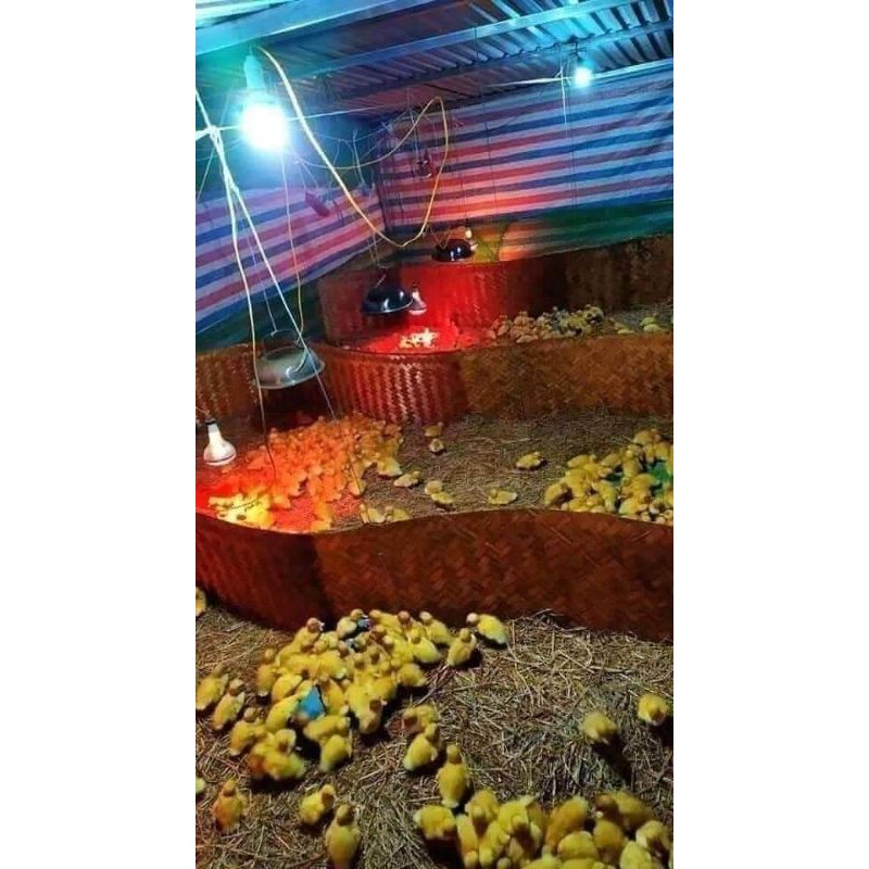 ĐÈN CACBON ÚM-SƯỞI VẬT NUÔI