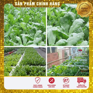 Bộ gói hạt giống Cải cúc Tẻ