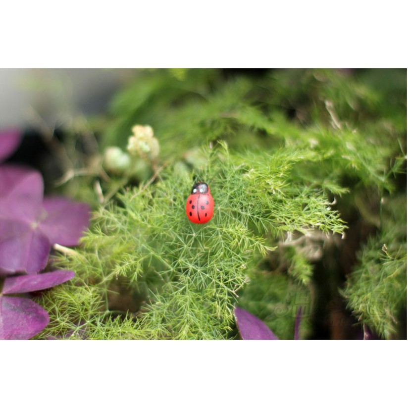 Combo 05 mô hình bọ dừa Ladybug trang trí công trình bonsai, miniature, tiểu cảnh