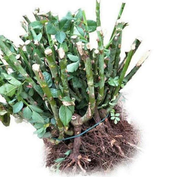 Combo 04 Cây Giống Hoa Hồng Gốc Rễ Trần