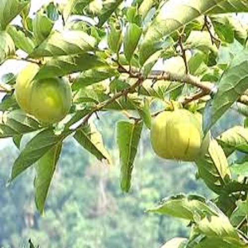CÂY GIỐNG CÂY TAI CHUA  CAO SẢN, DÒNG QUẢ SỚM, SIÊU KINH TẾ