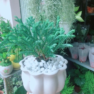 Chậu Cây Tuyết Tùng