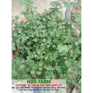 Combo 5 cây cà gai leo và 5 cây xạ đen - giống cây dược liệu chuẩn từ vườn ươm