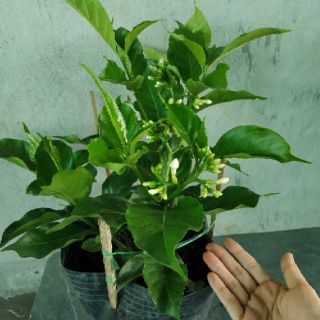 [Cây giống hoa] Lài Tây (Nhài Tây) - CayGiongTot
