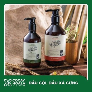 Combo dầu gội,dầu xả gừng