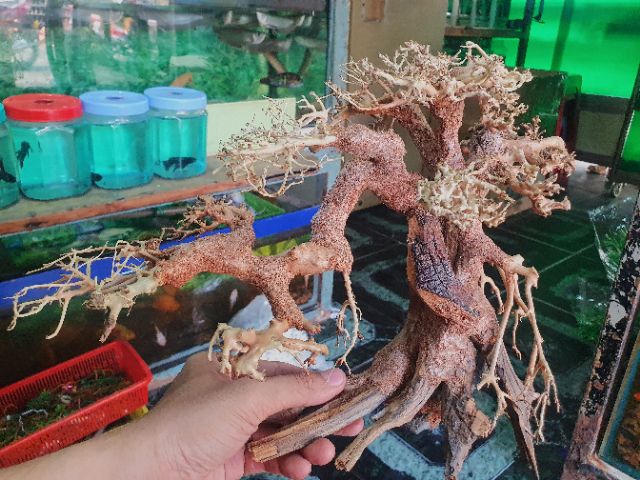 CÂY BONSAI CÓ TÁN TRANG TRÍ HỒ CÁ THỦY SINH NON BỘ 30x13x20cm