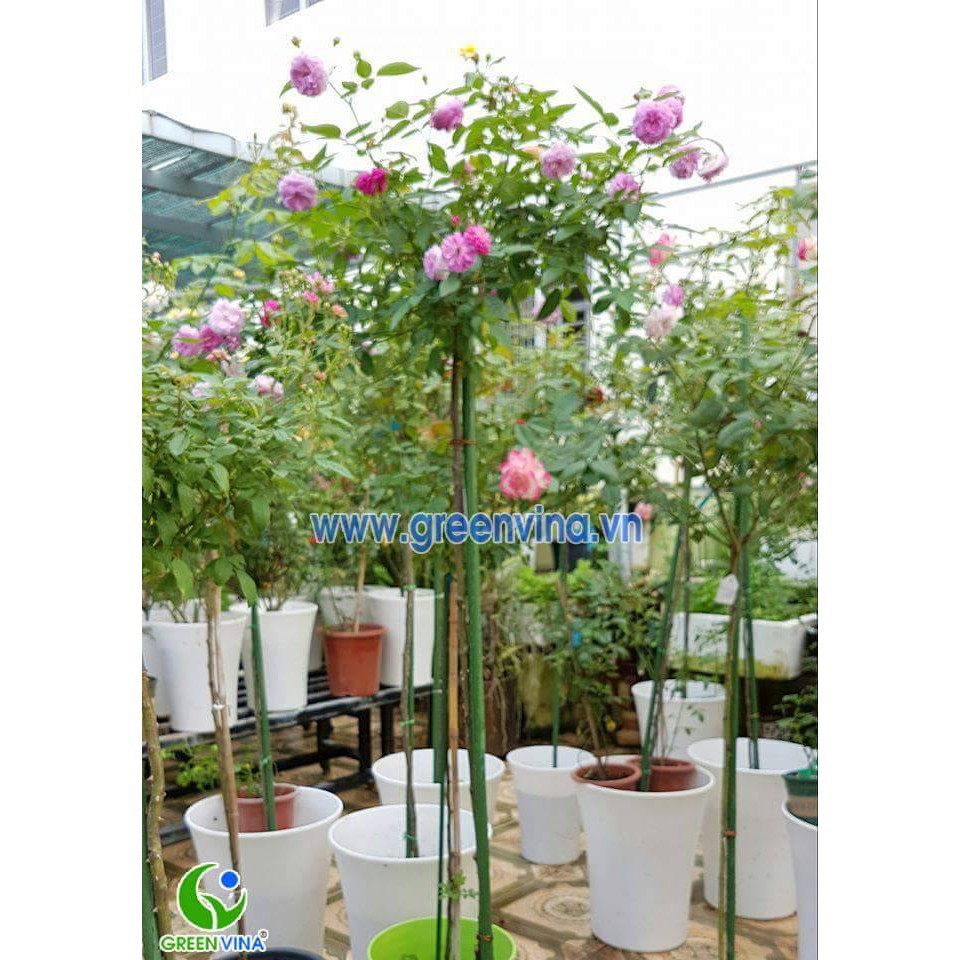 Ống thép bọc nhựa dùng làm cây đỡ hoa hồng, làm giàn cỡ 16mm dài 180cm