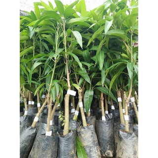 cây giống XOÀI TÍM - Giống chuẩn F1 - Siêu sai quả ngon, ngọt