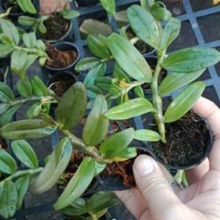 Lan phi điệp Esaso giống
