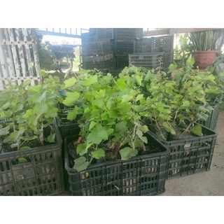 Cây Giống Nho Tím Pháp
