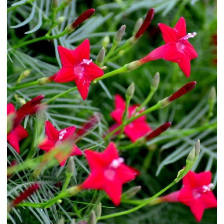 Gói 20 hạt giống hoa tóc tiên đỏ dây leo UY TÍN, GIÁ RẺ, CHẤT LƯỢNG BÀ CON AN TÂM ƯƠM MẦM