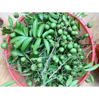 SẤU NGÂM ĐƯỜNG 2kg
