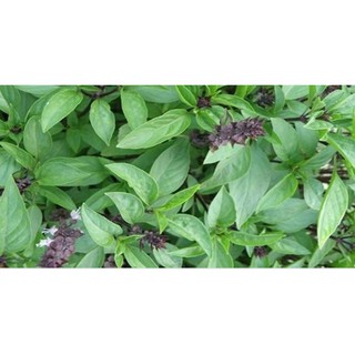 5gr- Hạt Giống Rau Quế Thơm