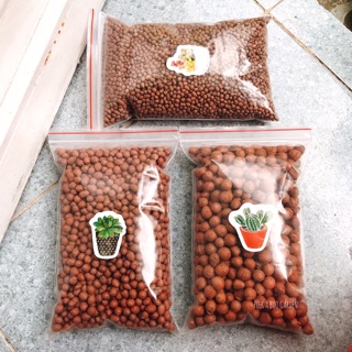 HẠT ĐẤT NUNG TRỒNG CÂY SEN ĐÁ