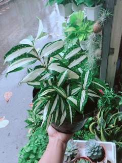 Trúc Nữ Hoàng