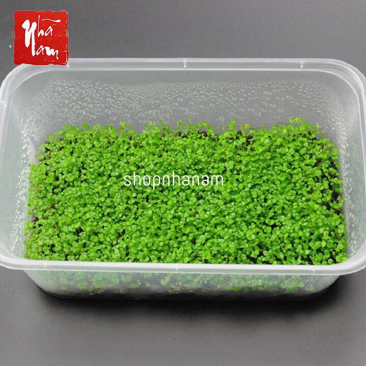 Hạt giống thủy sinh cây tình yêu cỏ trái tim, cỏ thực vật bể cá