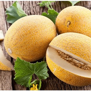 Hạt Giống Dưa Lưới Vàng F1